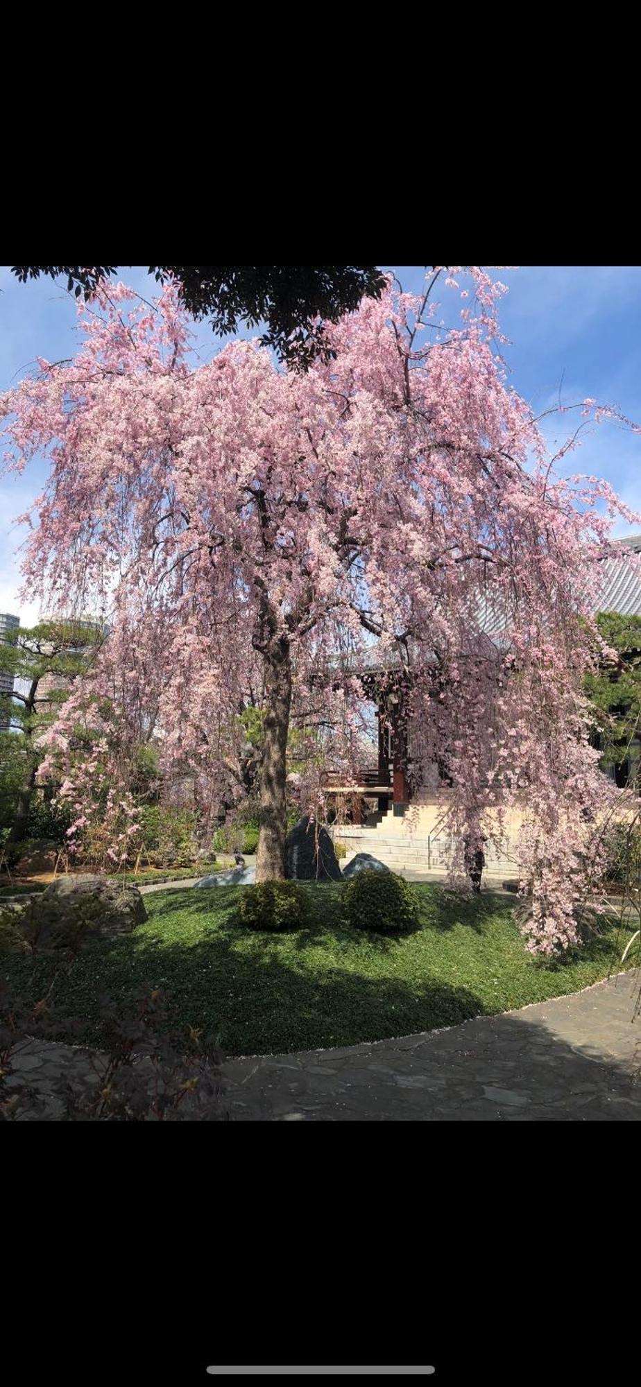 新宿庭院の屋-Shinjuku Garden Home -28 Square Meters King Size Bed Garden Room Токио Экстерьер фото